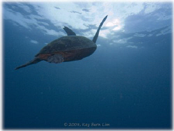 Turtle off Sipadan Island. On this one dive, I counted 28... by Kay Burn Lim 